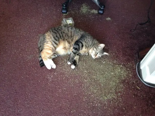 gatos