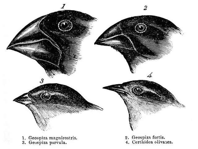 hibridacion