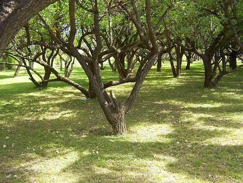como cuidar el medio ambiente
