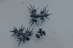 7 Sorprendentes datos sobre el dragon azul
