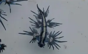 molscos raros