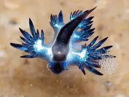 dragon azur