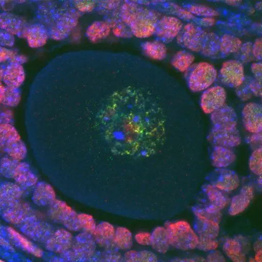 Manteniendo las células de huevo frescas con epigenética