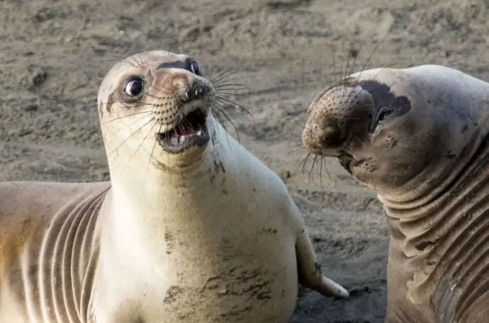 animales