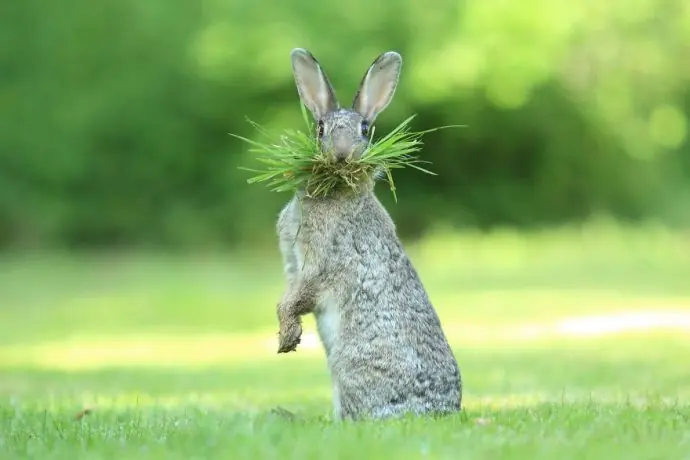 14 Fotografías inéditas de animales que alegran a cualquiera