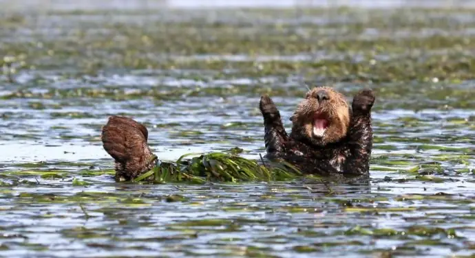 14 Fotografías inéditas de animales que alegran a cualquiera
