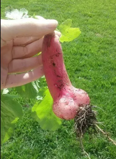 Humor wtf. Imagenes que despiertan tu lado perverso