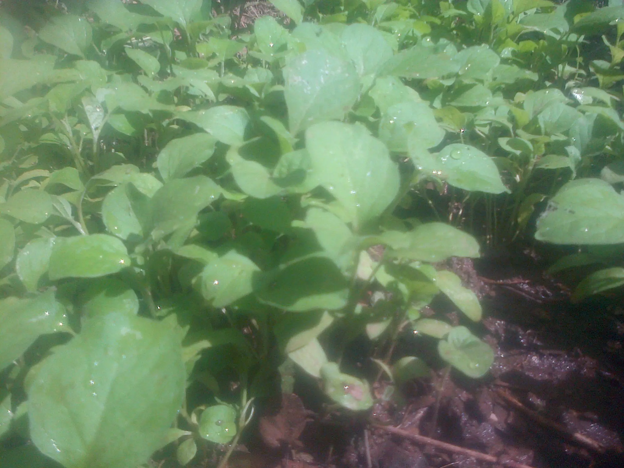 Así van mis berenjenas