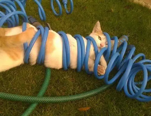 Gatos que se metieron en lugares inimaginables para la mente