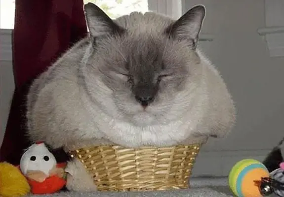 gatos