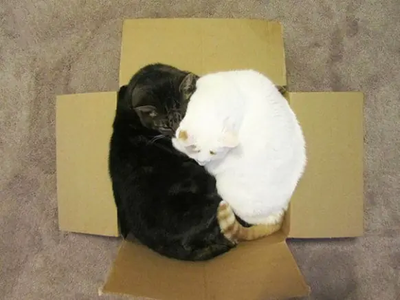 Gatos que se metieron en lugares inimaginables para la mente
