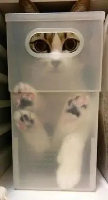 gatos