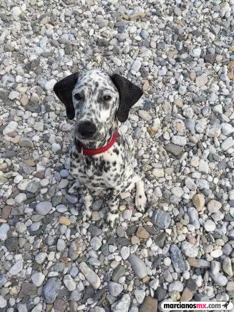 brutal
