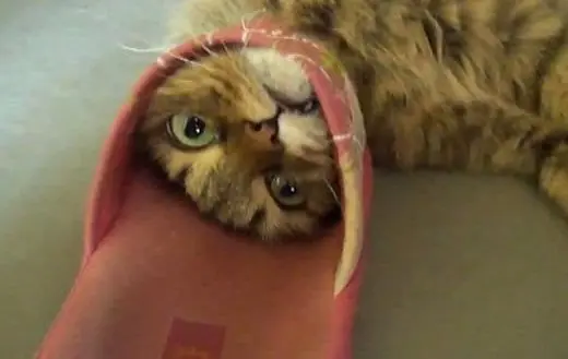 Gatos que se metieron en lugares inimaginables para la mente
