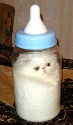 Gatos que se metieron en lugares inimaginables para la mente