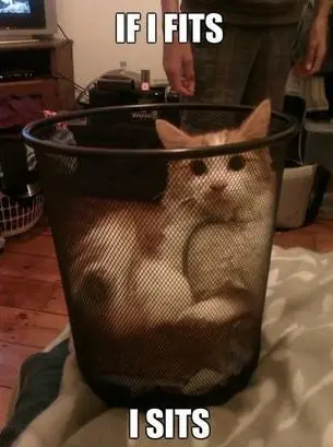 gatos