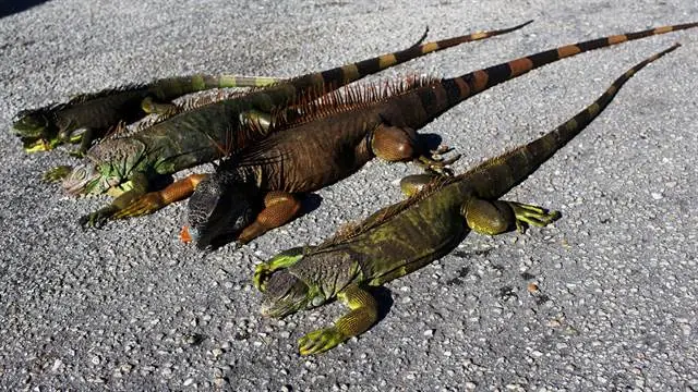 iguanas