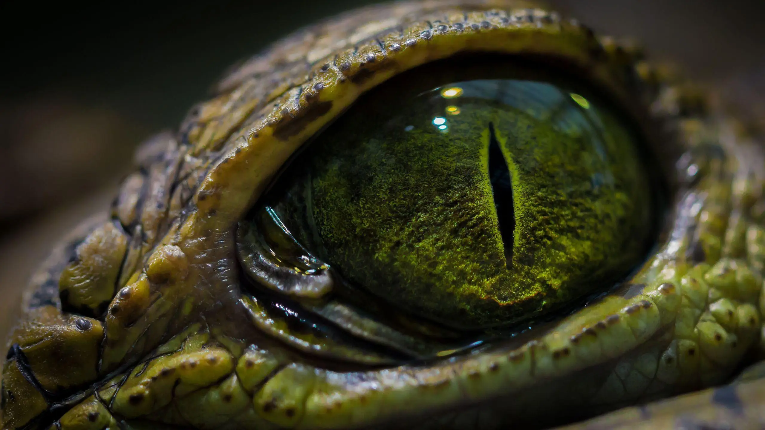 Top 20 animales que matan a mas gente