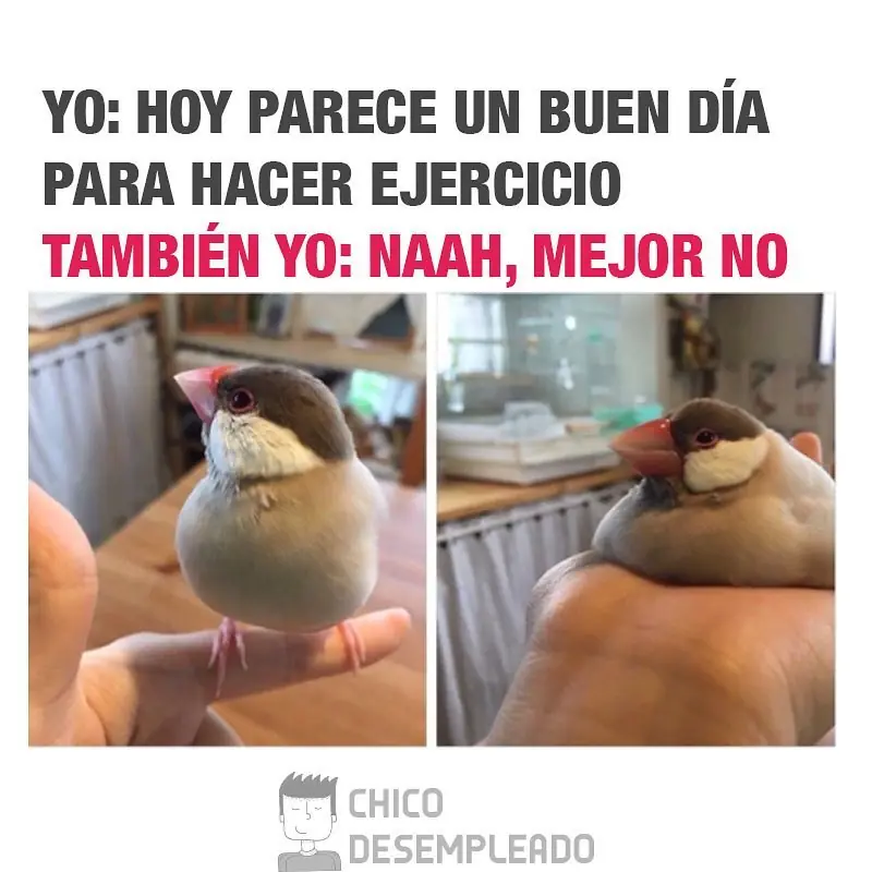 Lunes con los mejores Memes para animarte la tarde de hoy
