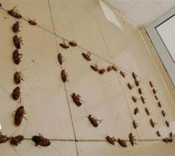 Amor