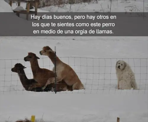 Publicaciones
