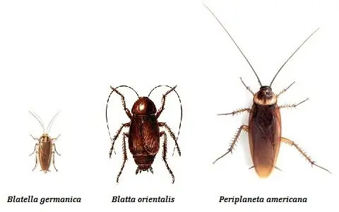 cucarachas