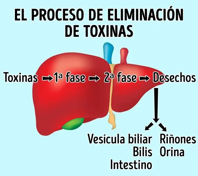 6 señales q revelan q sufre del higado