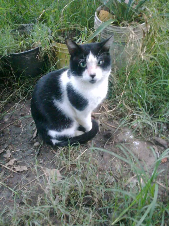Gatos