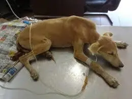 Parvovirus