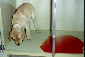 Gatos