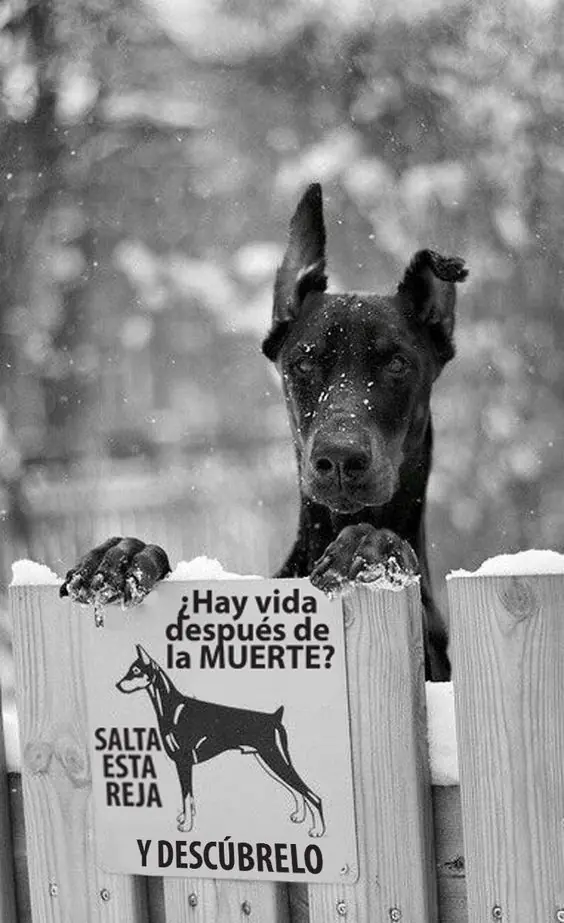 diversion