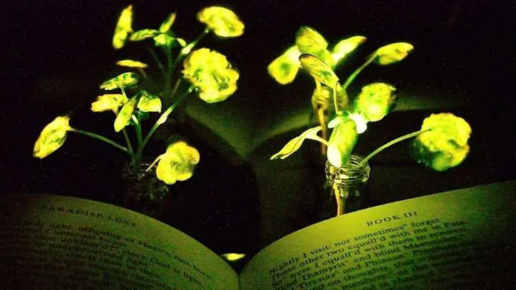 Luminosas