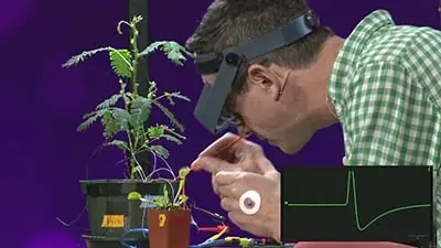 plantas