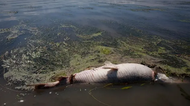 oceano contaminado
