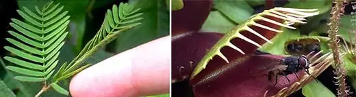 Las plantas pueden contar