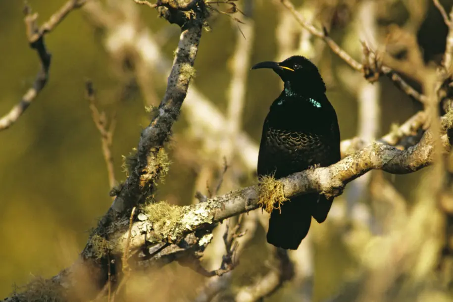 Las plumas de este pájaro absorben el 99.9% de la luz