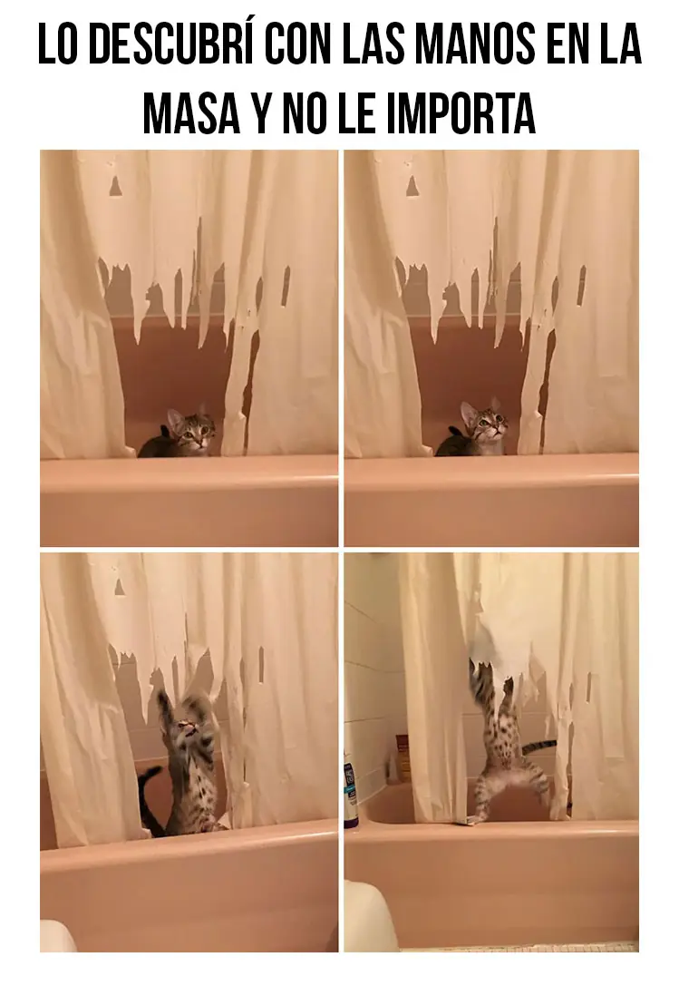 Fotos que demuestran qué no debes dejar sólo a tu mascota