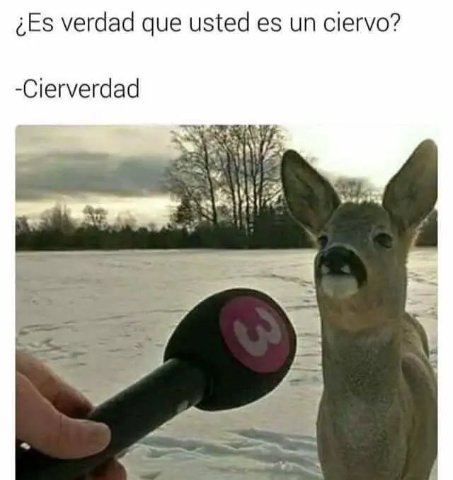 memes
