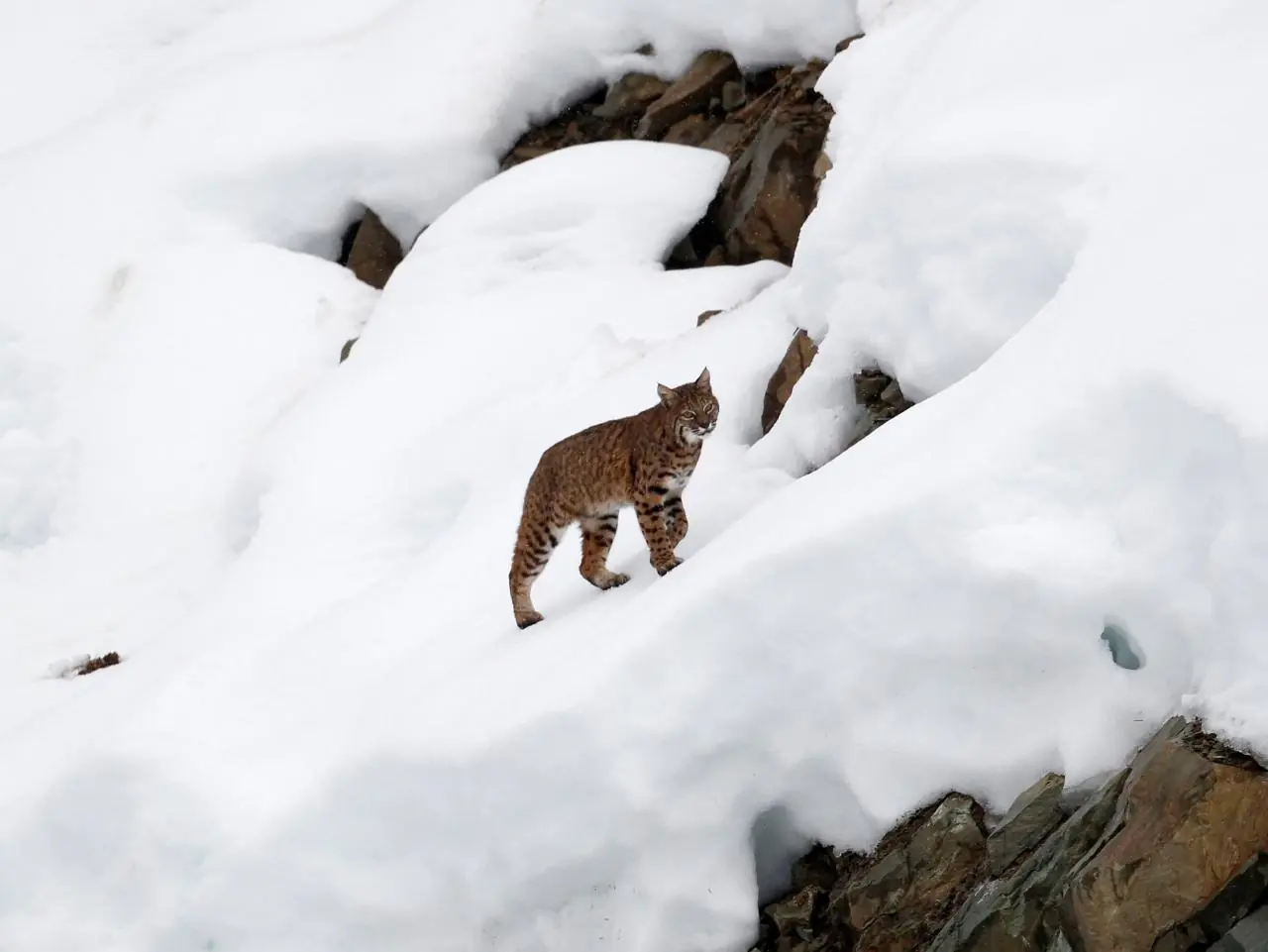 El lince canadiense ya no está amenazado de extinción: