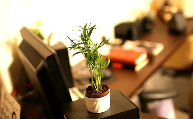 Así funciona el sistema inmune de las plantas