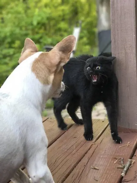 Humor para que no duela tanto la vida. Vol. 112
