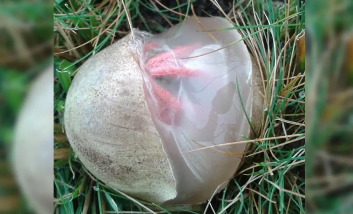 Mira lo que encontraron en una extraña esfera en el pasto