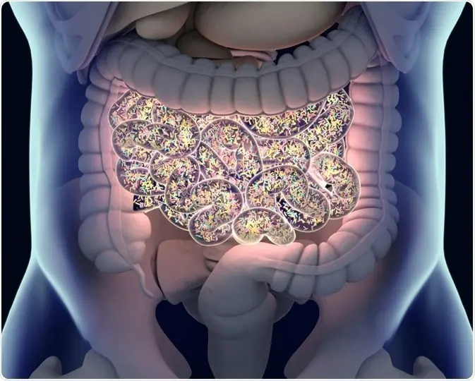 La conexión intestino-cerebro
