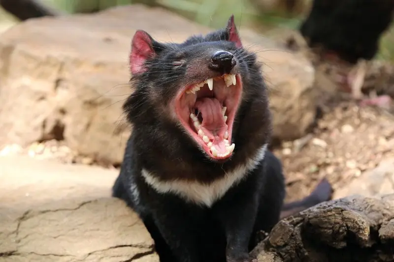 El demonio de Tasmania lucha por sobrevivir