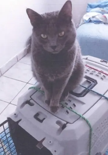 Mujer le compra a su gato un pase de avión y se vuelve viral
