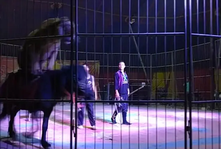 circo