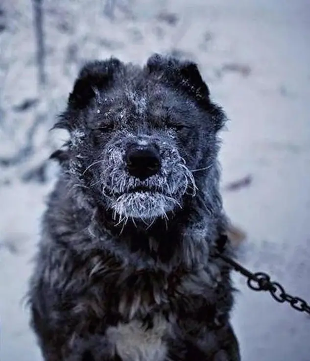 Siberia
