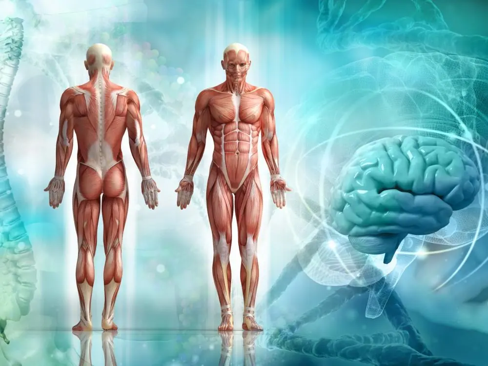 Sorprendente partes de tu cuerpo que no necesitas para vivir