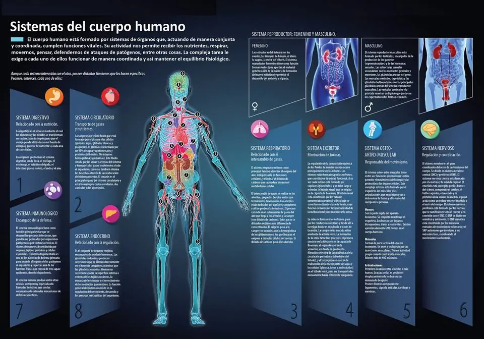 sistema respiratorio