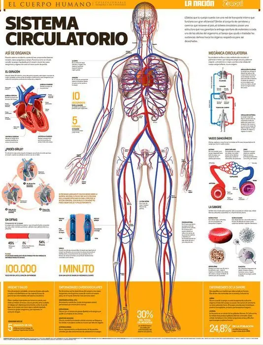 sistema circulatorio
